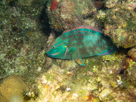 78 Sleeping Stoplight Parrofish IMG 3723