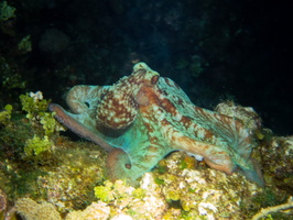 79 Caribbean Reef Octopus IMG 3728