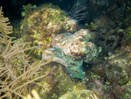 81 Caribbean Reef Octopus  IMG 3730