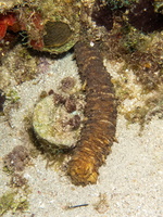 83 Tiger Tail Sea Cucumber IMG 3735