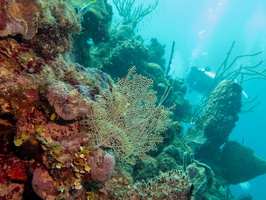 12 Fan Coral and Reef IMG 3477