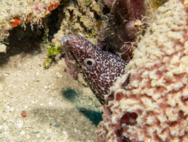 18 Spotted Moray IMG 3493