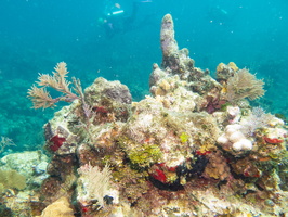 20 Reef IMG 3495