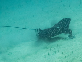 23 Spotted Eagle Ray IMG 3500