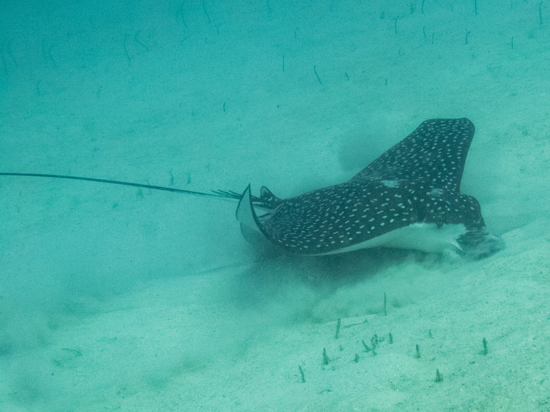 23 Spotted Eagle Ray IMG_3500.jpg