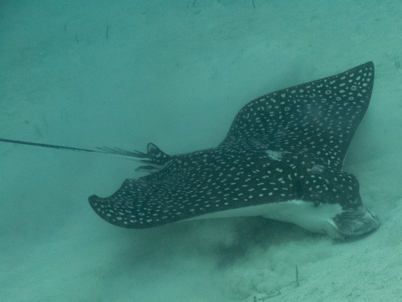 24 Spotted Eagle Ray IMG_3501.jpg