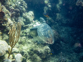 30 Hawksbill Sea Turtle IMG 3516