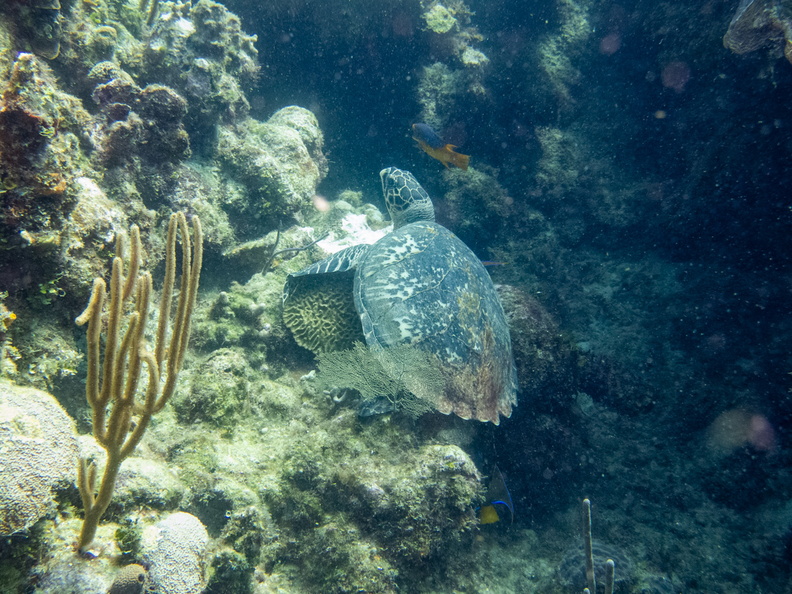 30 Hawksbill Sea Turtle IMG_3516.jpg