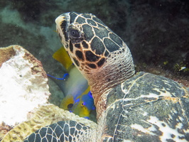 31 Hawksbill Sea Turtle IMG 3518