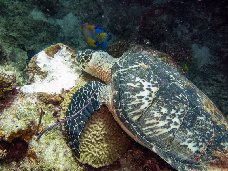32 Hawksbill Sea Turtle  and Queen Angelfish IMG_3519.jpg