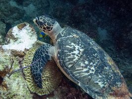 33 Hawksbill Sea Turtle IMG 3520