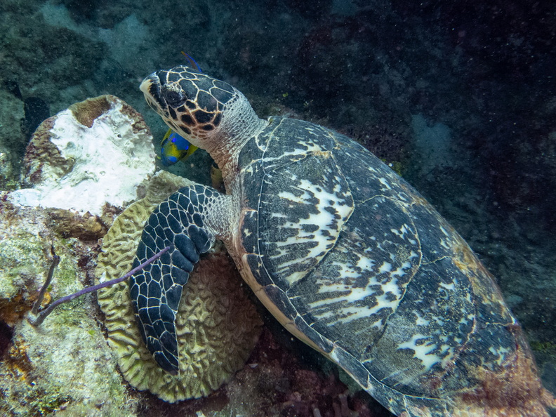 33 Hawksbill Sea Turtle IMG_3520.jpg