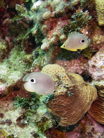 37 Four-Eyed Butterfilyfish 1IMG 3527