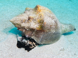 44 Conch IMG 3539