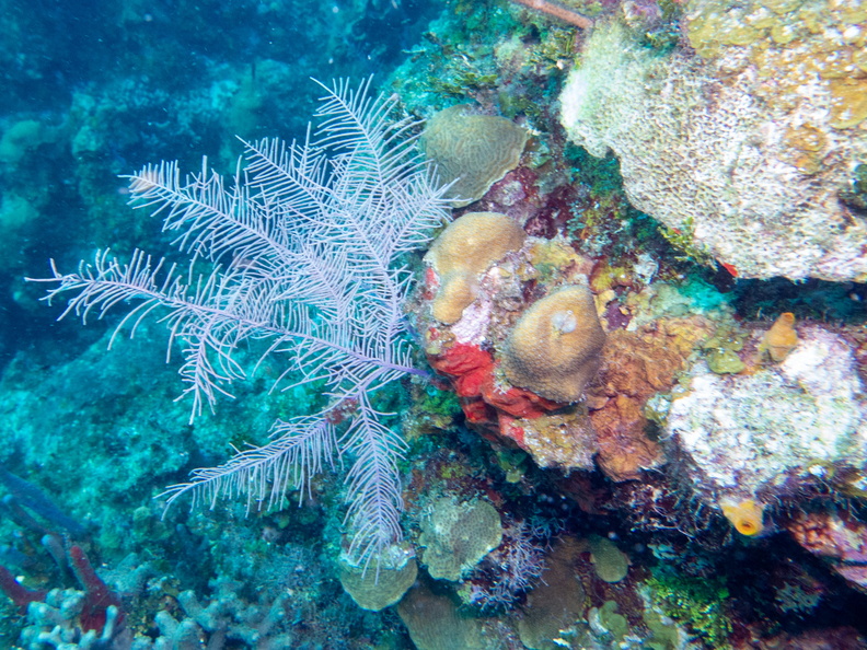 55 Fan Coral and Reef IMG_3558.jpg