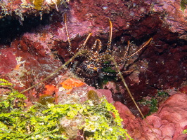 56 Spotted Lobster IMG 3559