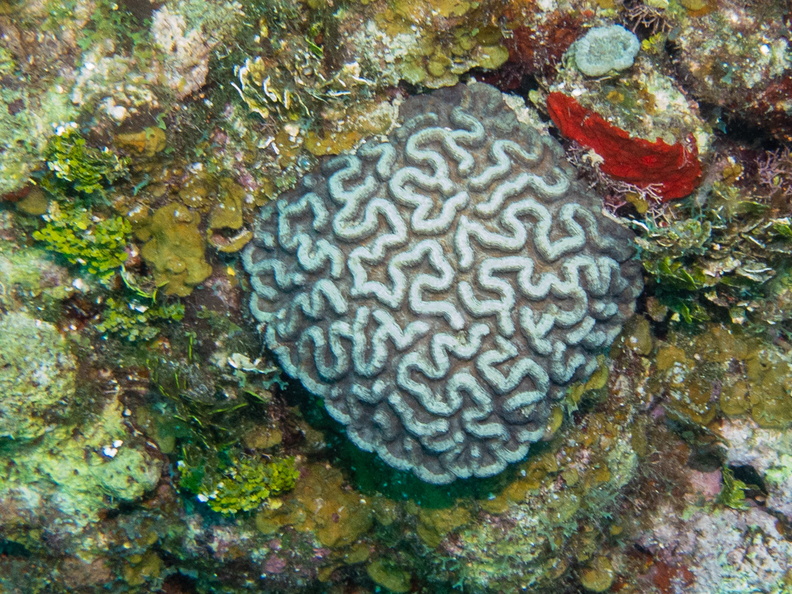 60 Ridged Cactus Coral IMG_3569.jpg