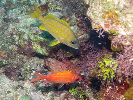 64 French Grunt and Longjaw Squirrelfish IMG 3579