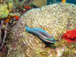 66 Stripped Parrotfish IMG 3581