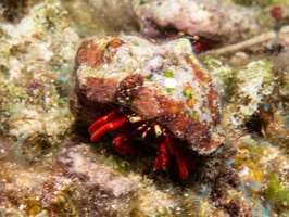 68 Red Hermit Crab 1IMG 3584