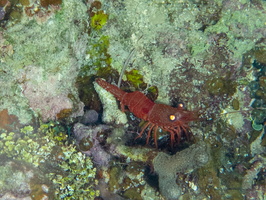 71 Red Night Shrimp IMG 3590