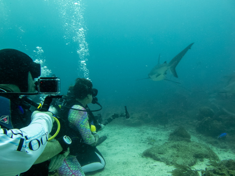 23 Divers and Caribbean Reef Shark IMG_4066.jpg