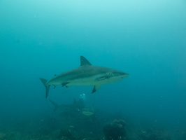 26 Caribbean Reef Sharks IMG 4070