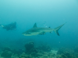 31 Caribbean Reef Sharks IMG 4079