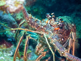 45 Spiny Lobster IMG 4110