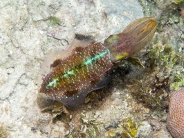 64 Caribbean Reef Squid IMG 3847