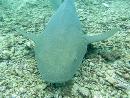 21 Nurse Sharks IMG 3877