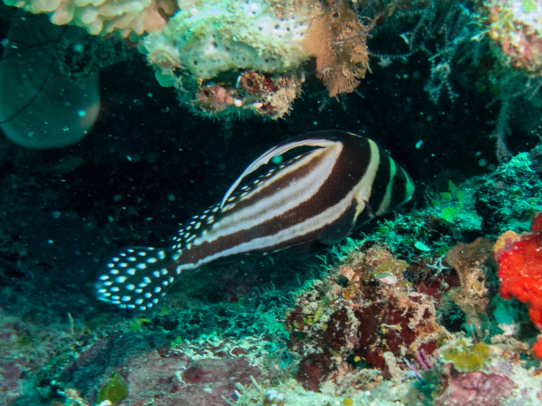 54 Spotted Drumfish IMG_3952.jpg