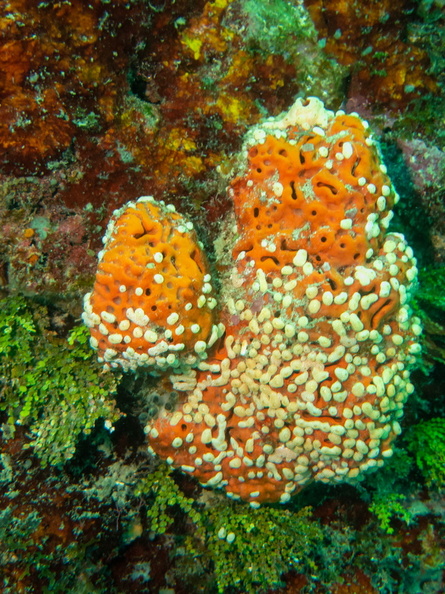 78 Sponges IMG_3997.jpg