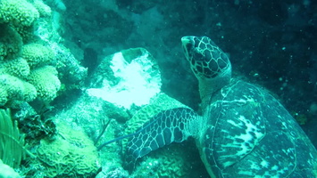 35 Hawksbill Sea Turtle MVI 3524