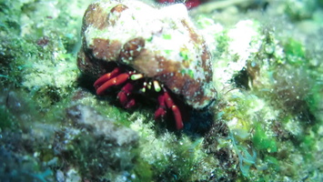 69 Red Hermit Crab 1MVI 3586