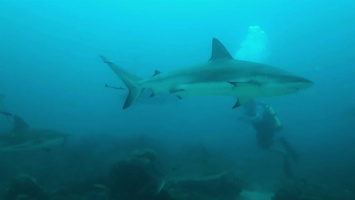 14 Caribbean Reef Sharks MVI 4052