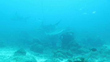 30 Caribbean Reef Sharks MVI 4074