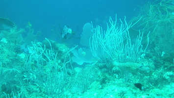 53 Scrawled Filefish MVI 4123
