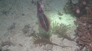 87 Caribben Reef Squid mMVI 4211