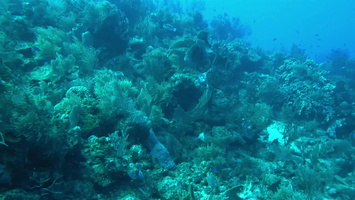 28 Nassau Grouper MVI 3786