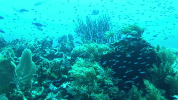 35 Fish on the Reef MVI 3795