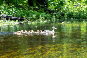 5-25-23 Great Swamp Far South