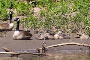 5-27-23  Catskill Creek