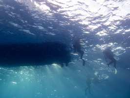 11 Divers IMG 4285