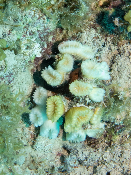 15 Flower Coral  IMG_4293.jpg