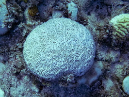 17 Brain Coral IMG 4295
