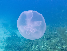 19 Moon Jellyfish IMG 4300