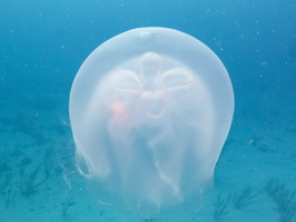 21 Moon Jellyfish IMG 4303