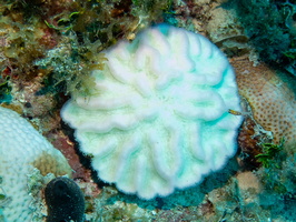 31 Sinuous Cactus Coral ? IMG 4315