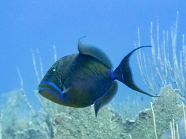 37 Queen Triggerfish IMG 4322
